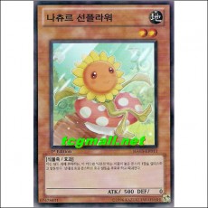 나츄르선플라워(HA03-KR011)