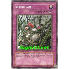 아이비샤클(CRMS-KR070)