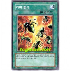 개미증식(IOC-KR098)