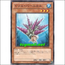 드릴바니칼(GENF-JP007)