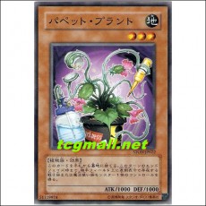 파펫트플랜트(STON-JP022)