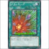 크랙킹(GENF-JP052)